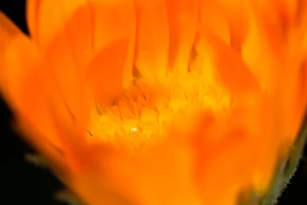 橙色的花在自然界。关闭 — 图库照片