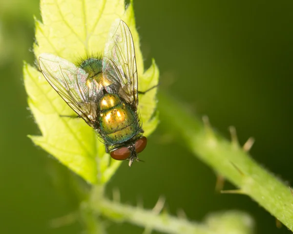 Fly in nature. close — Stock Photo, Image