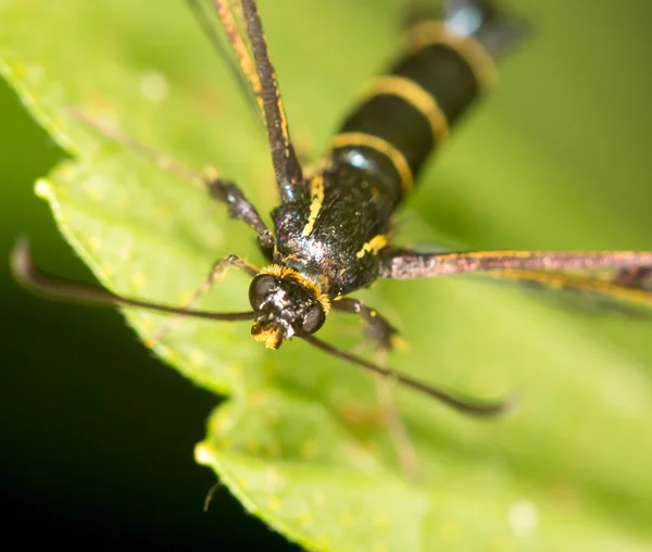 Avispa en la naturaleza. cerrar —  Fotos de Stock