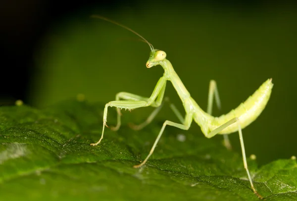 Groene mantis in de natuur. sluiten — Stockfoto