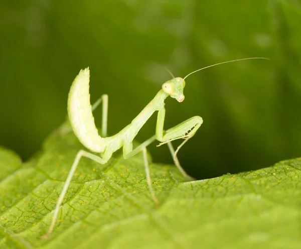Groene mantis in de natuur. sluiten — Stockfoto