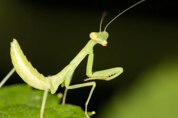 Green mantis in the nature. close — Stock Photo, Image