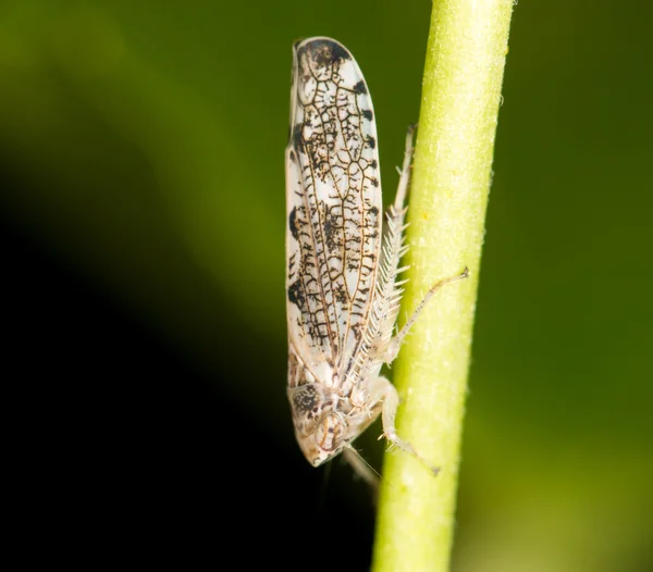 Pequeno bug na natureza. fechar — Fotografia de Stock