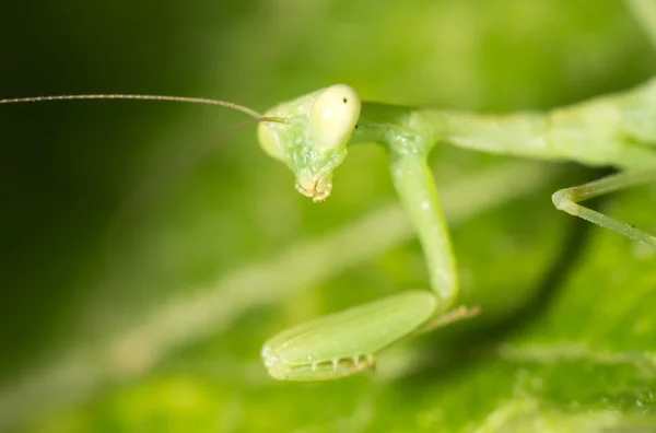 Mantis verde en la naturaleza. cerrar — Foto de Stock
