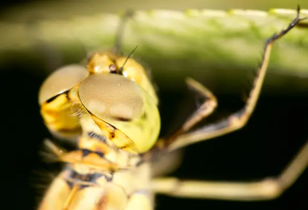 Vliegen in de natuur. sluiten — Stockfoto