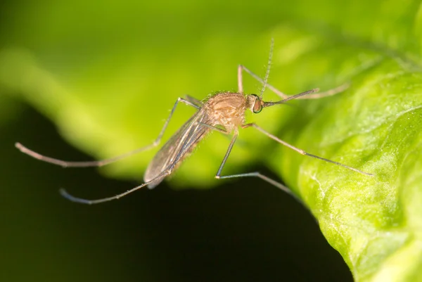 Комары в природе. закрыть — стоковое фото