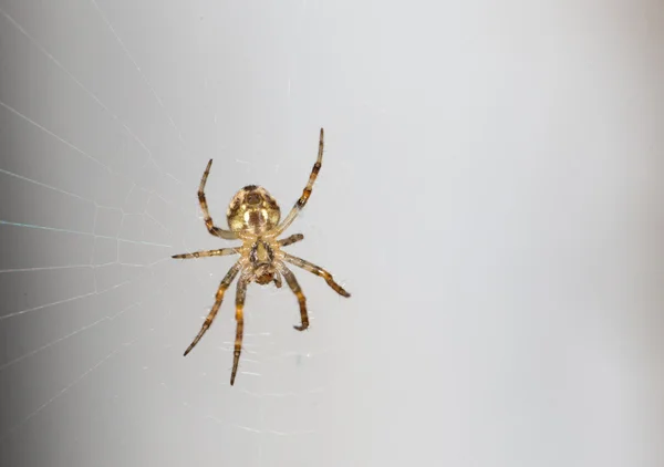 Un ragno sul web. vicino — Foto Stock