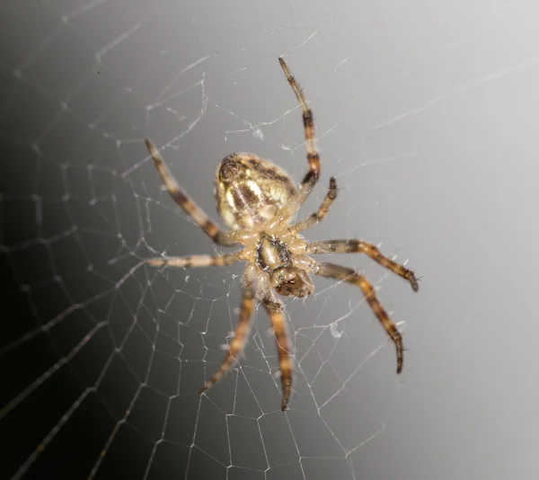 Un ragno sul web. vicino — Foto Stock