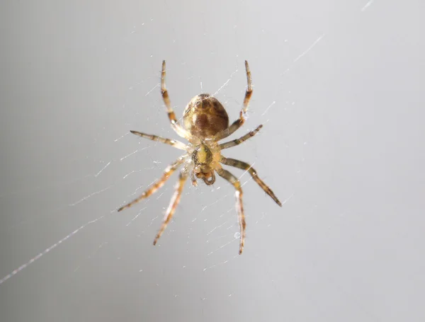 Spider sur la toile. fermer — Photo
