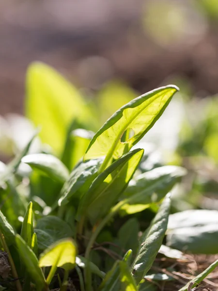 Jeune oseille dans le jardin sur la nature — Photo