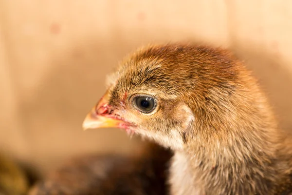 Portret van een kleine eendje — Stockfoto