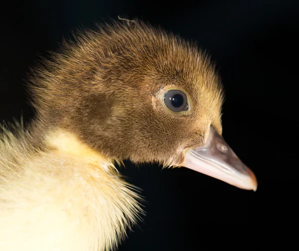 Portrait of a small duckling — Stock Photo, Image