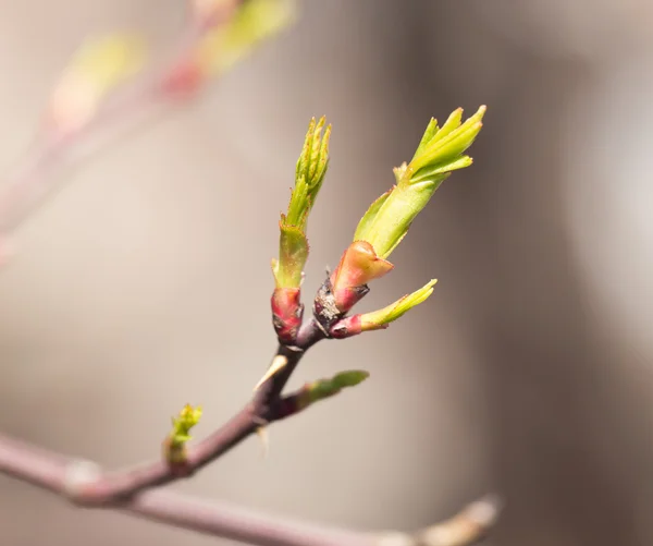 Brote joven en el árbol — Foto de Stock