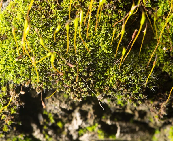Musgo verde sobre la naturaleza. primer plano —  Fotos de Stock