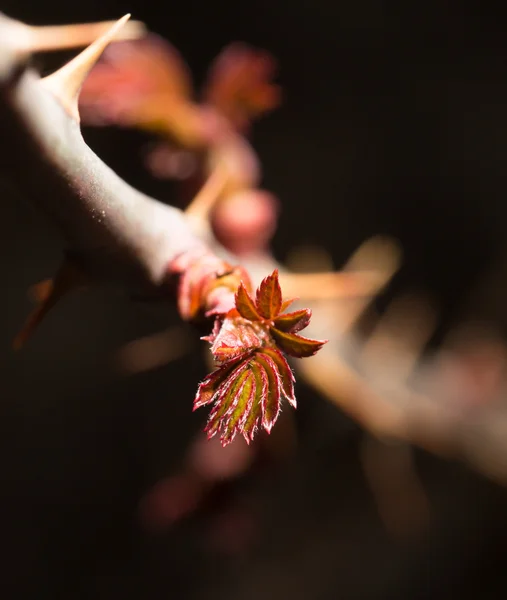 Petites feuilles rouges sur une branche au printemps. gros plan — Photo