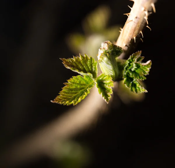 Brote joven en frambuesas — Foto de Stock