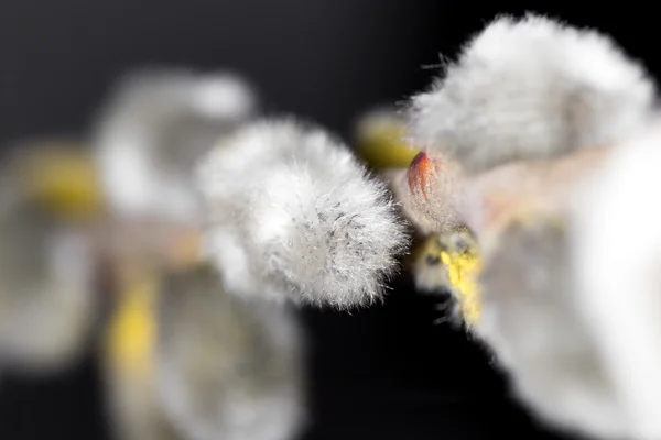 Willow na černém pozadí — Stock fotografie