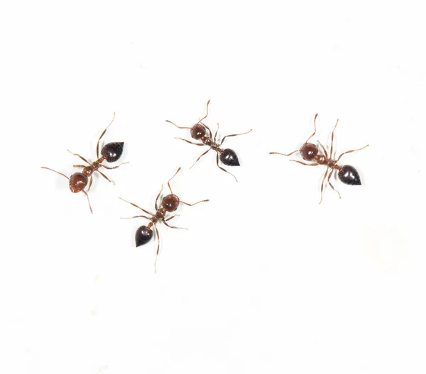 Ants on a white wall. close — Stock Photo, Image