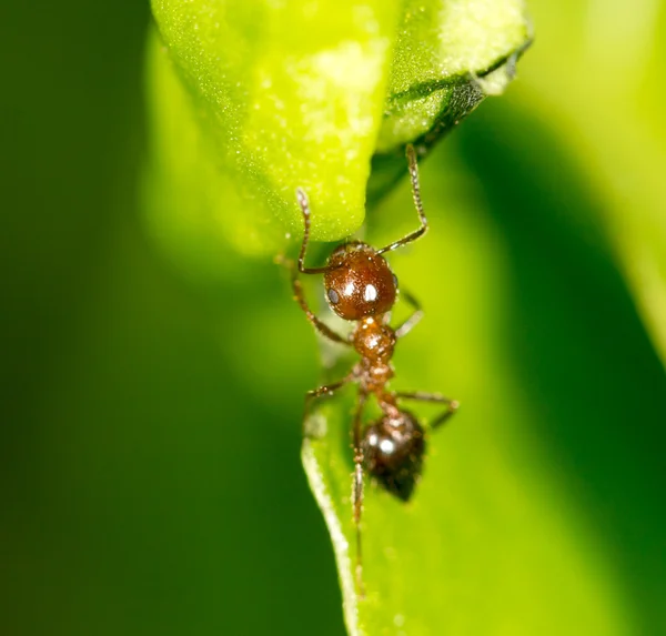 在一片绿叶上的蚂蚁。特写 — 图库照片
