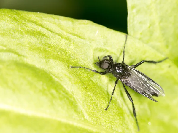 Porträtt av en fluga på ett grönt blad. Stäng — Stockfoto