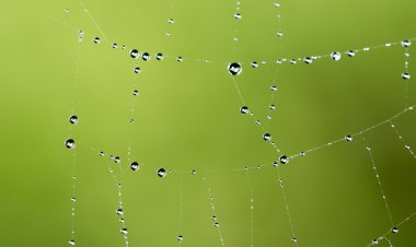 Doğada örümcek ağında su damlacıkları
