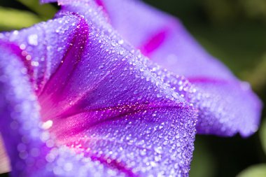 Su doğada mavi çiçek bırakır. Kapat