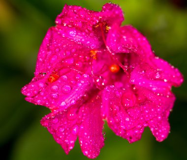 doğa kırmızı çiçek