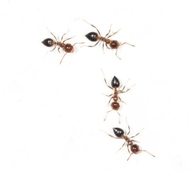 Karıncalar üzerinde beyaz bir duvar. Kapat