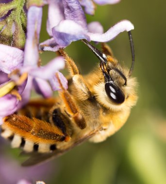 doğada güzel böcek
