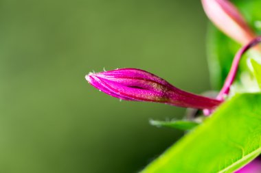 doğa kırmızı çiçek