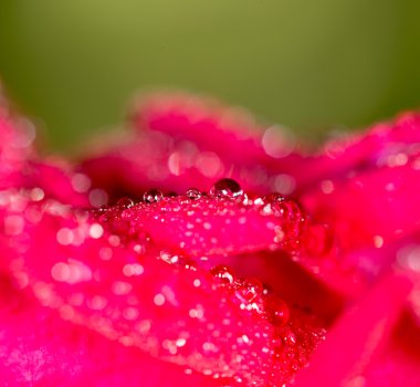 doğa kırmızı çiçek