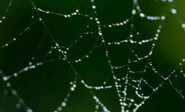 Doğada örümcek ağında su damlacıkları