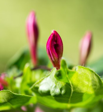 doğa kırmızı çiçek