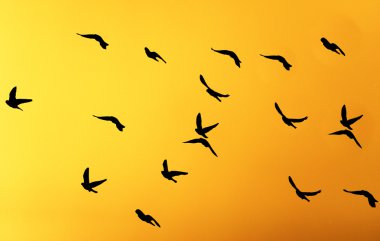 siluet bir gün batımı bir arka plan üzerinde güvercin