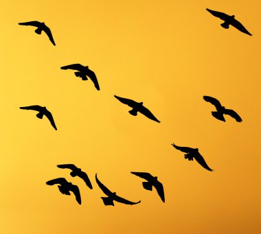 siluet bir gün batımı bir arka plan üzerinde güvercin