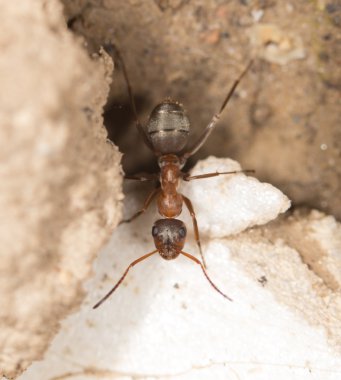 doğa tarihinde karıncalar. yakın çekim