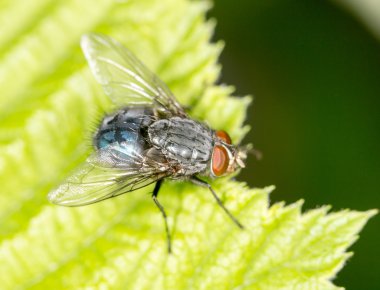 doğada fly. yakın çekim