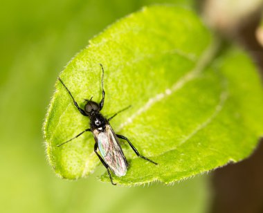 doğada fly. yakın çekim