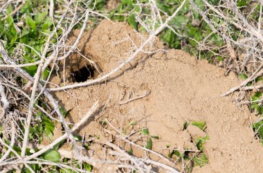 canavar doğası üzerine delik