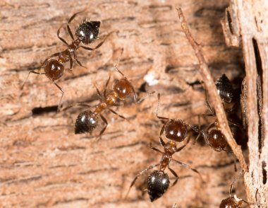 doğa tarihinde karıncalar. yakın çekim
