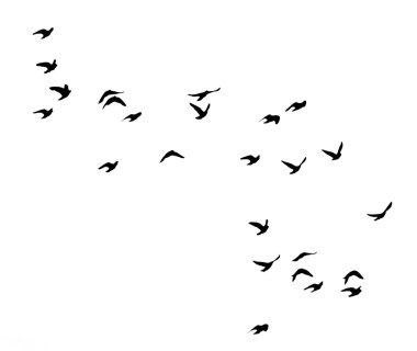 bir sürü Güvercin silüeti