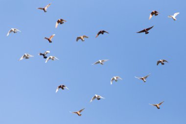 bir sürü Güvercin silüeti