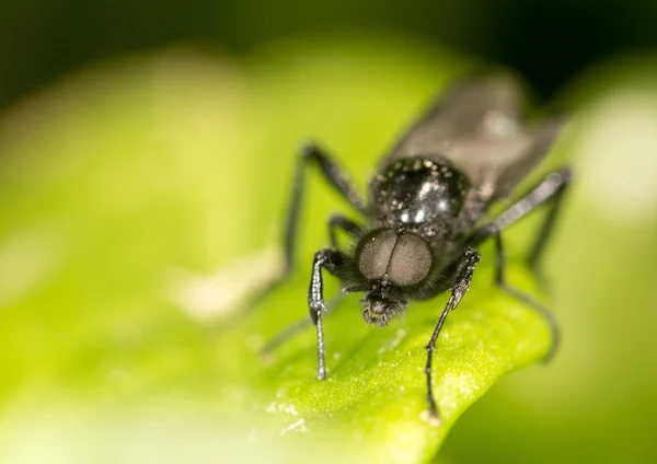 Mooie insect in de natuur — Stockfoto