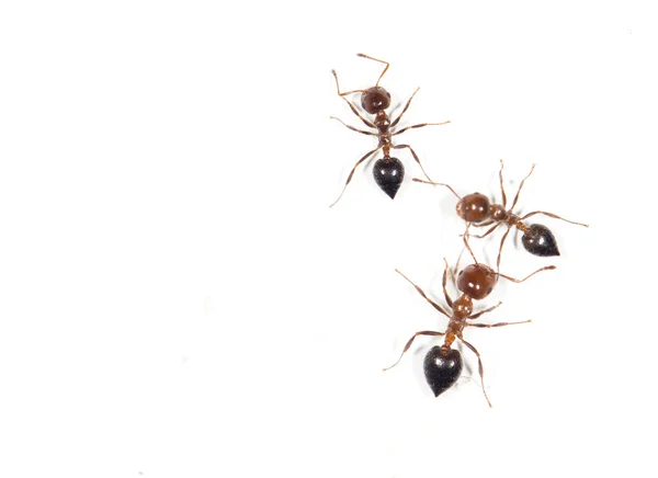 Schönes Insekt in der Natur — Stockfoto