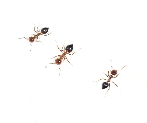 Schönes Insekt in der Natur — Stockfoto