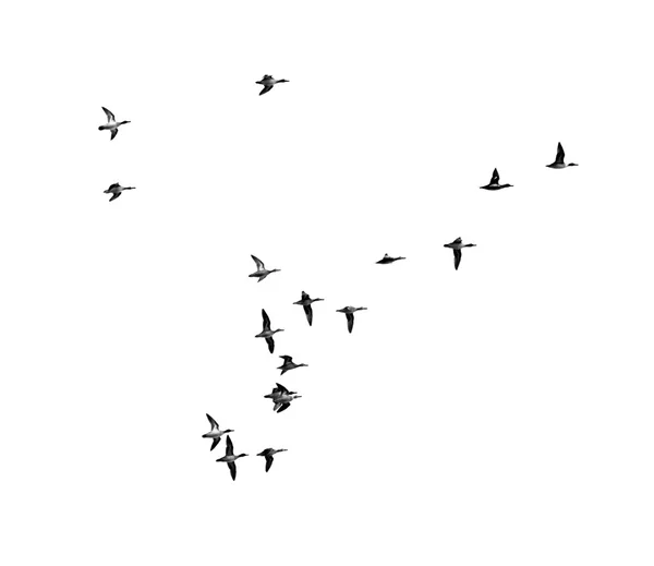 Beyaz arka planda kuş sürüsü — Stok fotoğraf