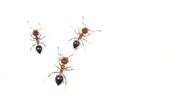 Schönes Insekt in der Natur — Stockfoto