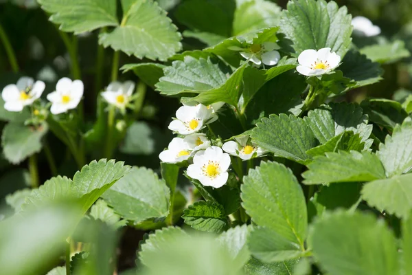 Strawberry flowers in nature — Stock Photo, Image