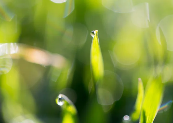 Dauwdruppels op het gras — Stockfoto