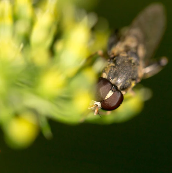 Hermoso insecto en la naturaleza —  Fotos de Stock